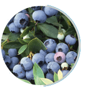 Bilberry extract ingredient in Neuro Serge