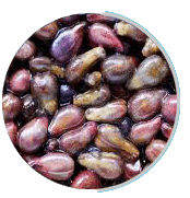 Grape seed extract ingredient in Neuro Serge