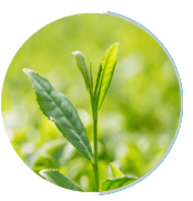 Green tea extract ingredient in Neuro Serge