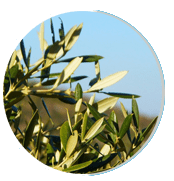 Olive leaf ingredient in Neuro Serge
